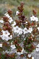 Epacris pauciflora