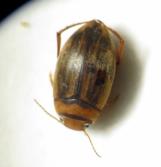 Neoporus superioris