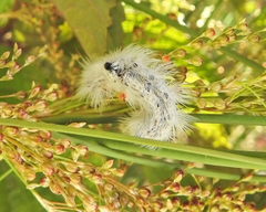 Euproctis haemodetes