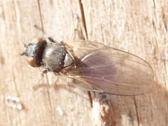 Earomyia lonchaeoides