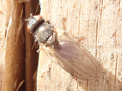 Earomyia lonchaeoides