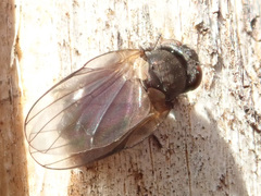 Earomyia lonchaeoides