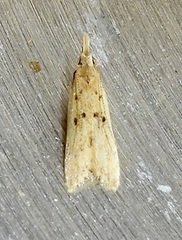 Dichomeris punctipennella