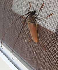 Juiaparus mexicanus