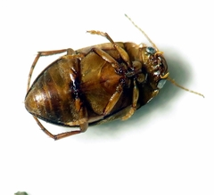 Neoporus superioris