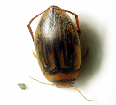 Neoporus superioris