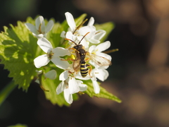 Nomada lathburiana