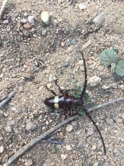 Lissonotus flavocinctus puncticollis