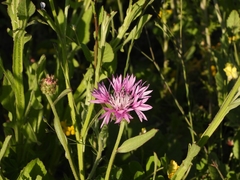 Centaurea napifolia