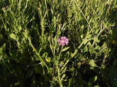 Centaurea napifolia