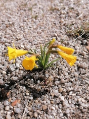 Narcissus obesus