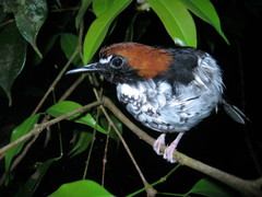 Enicurus ruficapillus