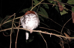 Enicurus ruficapillus