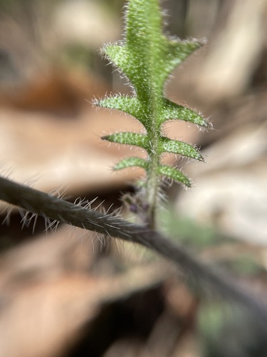 Smiltyninis skamainis nuotrauka