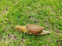 Plekocheilus succineoides