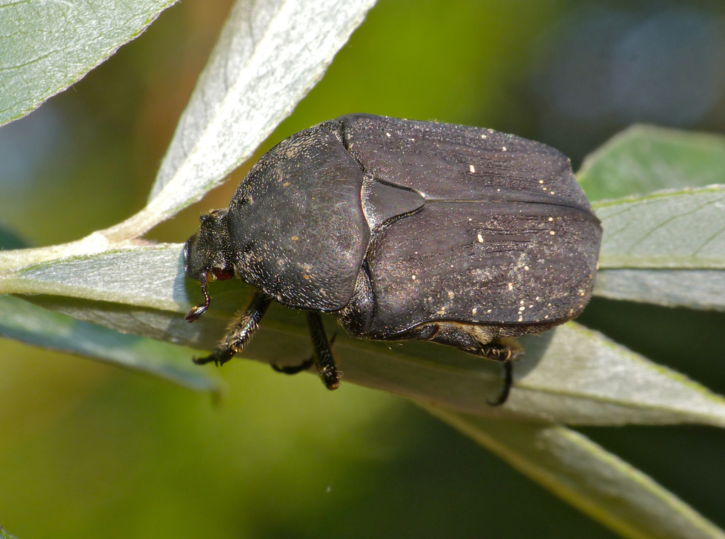 Speckled Rose Chafer