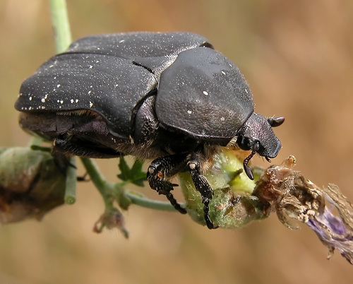 Speckled Rose Chafer