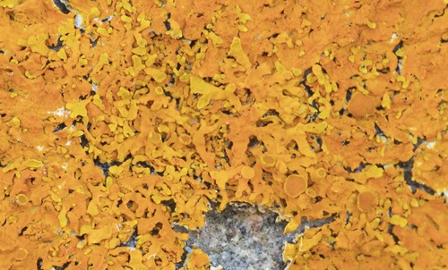 Seaside Sunburst Lichen