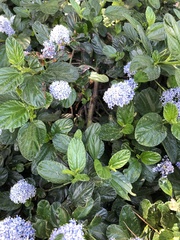 Ceanothus thyrsiflorus thyrsiflorus