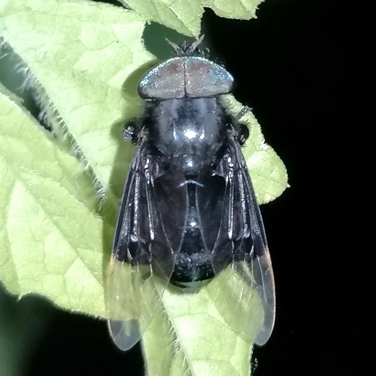 Selasoma tibiale