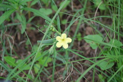 Lithospermum cobrense