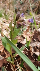 Pulmonaria officinalis