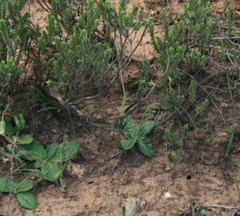 Gerbera piloselloides
