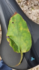 Pulmonaria officinalis