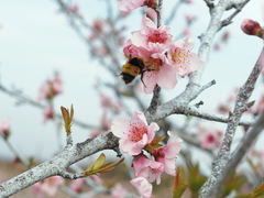 Bombus haematurus