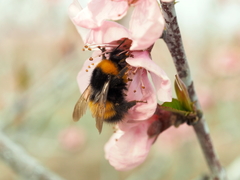 Bombus haematurus