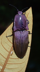 Chalcolepidius porcatus