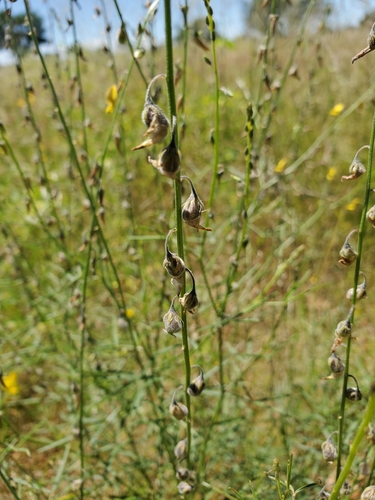 Crotalaria sphaerocarpa image