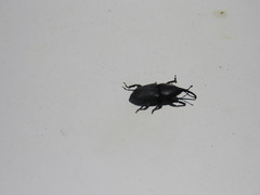 Scyphophorus yuccae