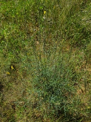 Crotalaria sphaerocarpa subsp. sphaerocarpa image