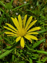 Hirpicium