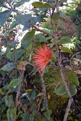 Metrosideros parkinsonii