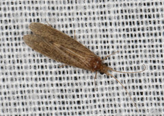 Tasimiidae