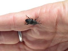 Scyphophorus yuccae