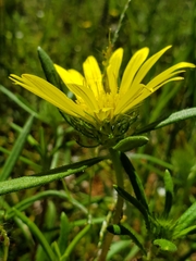 Hirpicium