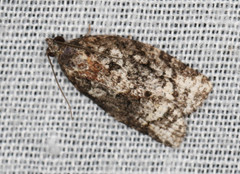 Thrincophora signigerana