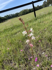 Oenothera simulans