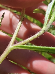 Hirpicium