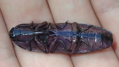 Chalcolepidius porcatus