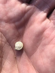 Daedalochila dorfeuilliana