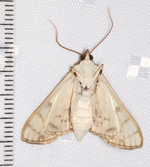 Aphytoceros lucusalis