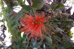 Metrosideros parkinsonii