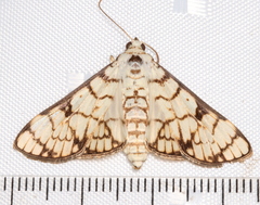 Aphytoceros lucusalis