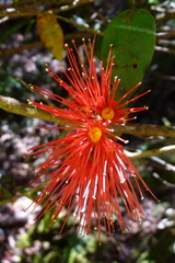 Metrosideros parkinsonii