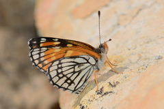 Chlosyne leanira alma