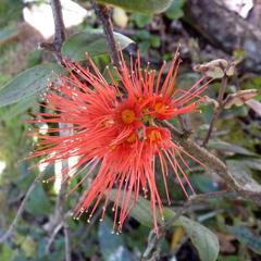 Metrosideros parkinsonii